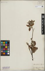 Foto von Salix lapponum L. x Salix silesiaca Willd.
